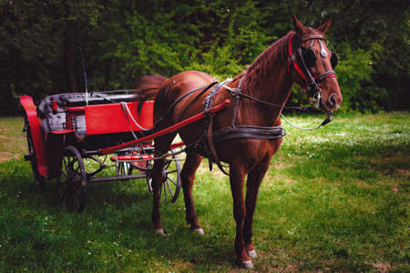 Brown horse pulling an old-fashioned red carriage in the park, a natural green environment.の写真素材