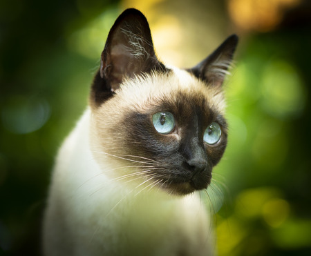 Siamese cat with bright blue eyesの写真素材