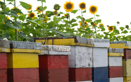 A row of beehives in sunflower field