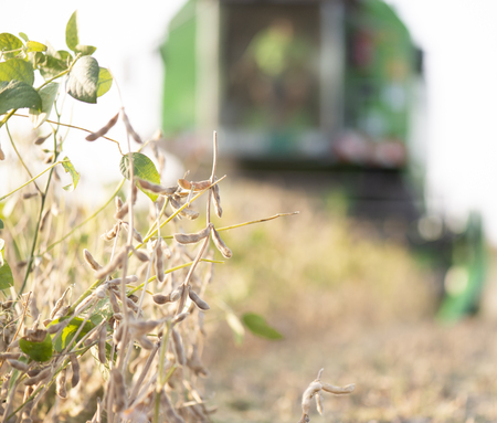 Harvesting of soybean field with combineの写真素材
