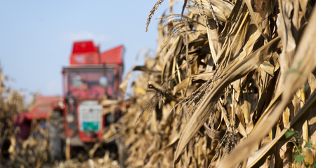 Harvesting of corn field with combine in early autumnの写真素材
