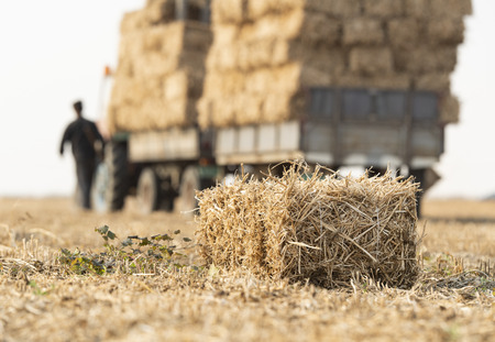 A young farmer is loading bales straw in a tractor trailerの写真素材