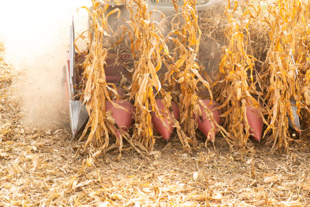 Harvesting of corn field with combine in early autumn