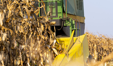 Harvesting of corn field with combine in early autumnの写真素材