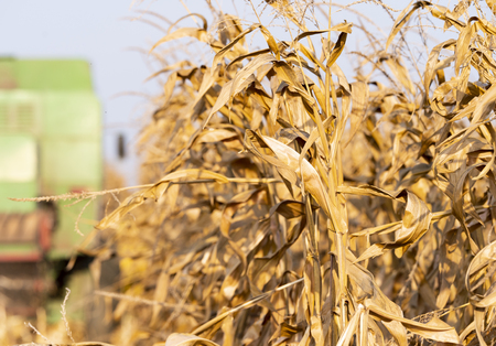 Harvesting of corn field with combine in early autumnの写真素材