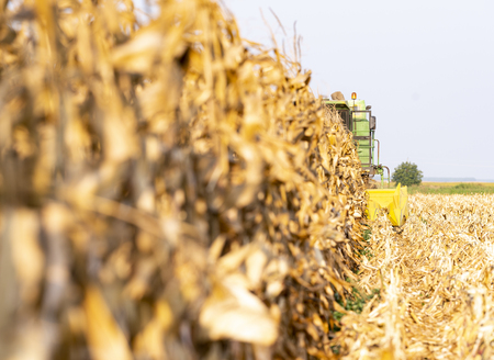 Harvesting of corn field with combine in early autumnの写真素材