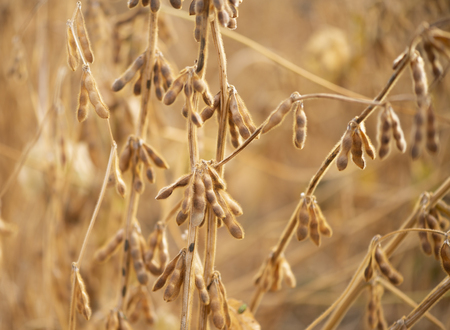Mature soybeans on soybean plantation in close-upの写真素材