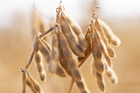 Mature soybeans on soybean plantation in close-upの写真素材