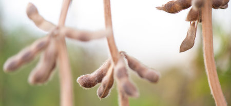 Mature soybeans on soybean plantation in close-up