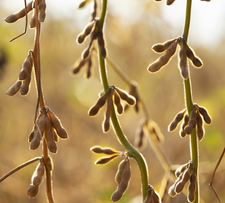 Mature soybeans on soybean plantation in close-upの写真素材
