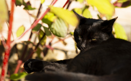 Black cat with yellow eyesの写真素材