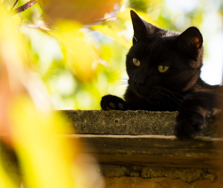 Black cat with yellow eyesの写真素材