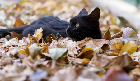 The little black domestic catの写真素材