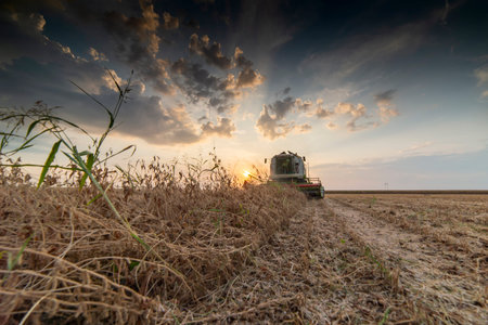 Harvesting of soybean field with combine