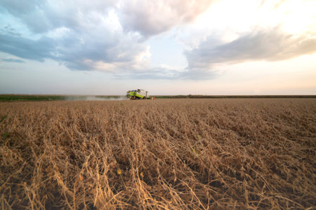 Harvesting of soybean field with combine