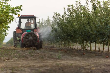 Spraying trees in fruit orchard against insect and deceasesの写真素材