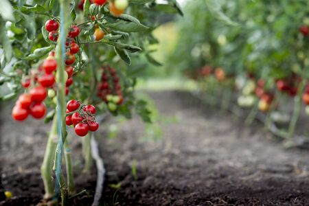 Beautiful red ripe cherry tomatoes grown in a greenhouseの写真素材