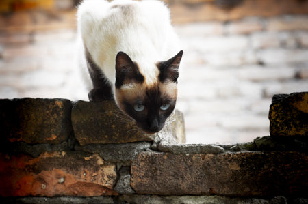 Siamese cat with blue eies hunting in gardeenの写真素材