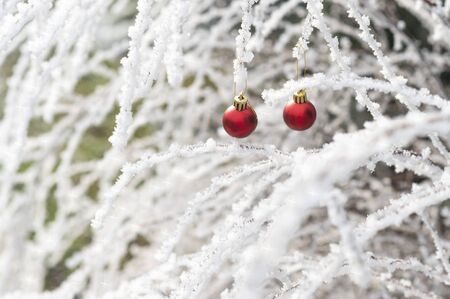 Christmas of winter - Red Christmas balls and snowy branch. Winter holidays conceptの写真素材