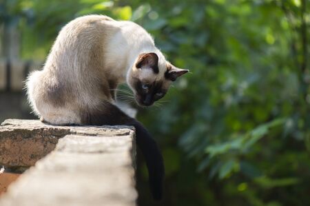 Siamese cat with bright blue eyes の写真素材