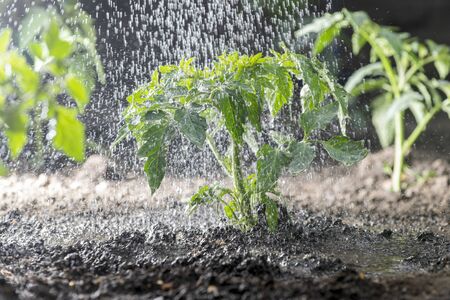 Sprinkling tomato seedlings water drops on tomato leaves, plants, growing の写真素材