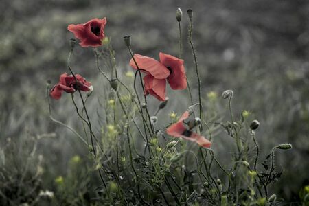 Poppies (Papaver rhoeas) are considered to be weeds, but they know how to poseの写真素材
