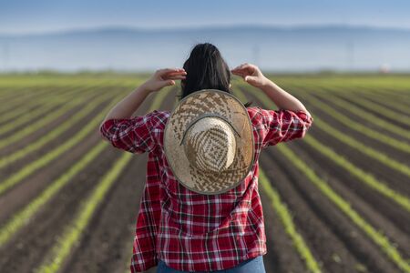 Young female farmer in the corn plantations,  researchers are examining  in the corn fieldの写真素材