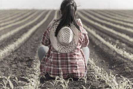Young female farmer in the corn plantations,  researchers are examining  in the corn fieldの写真素材