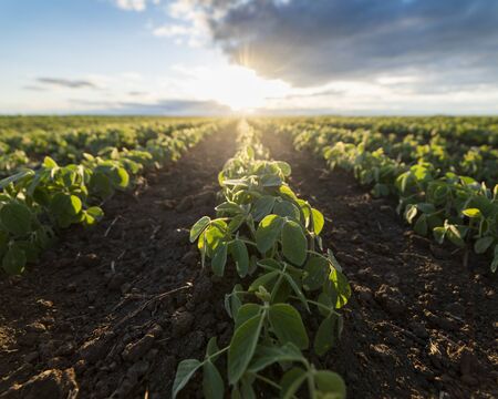 Soybean field ripening at spring season, agricultural landscape.Soy plantation.の写真素材