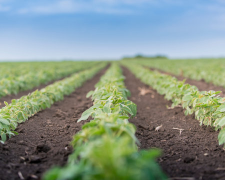 Soybean field ripening at spring season, agricultural landscape.Soy plantation.