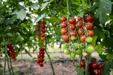 Beautiful red ripe cherry tomatoes grown in a greenhouse