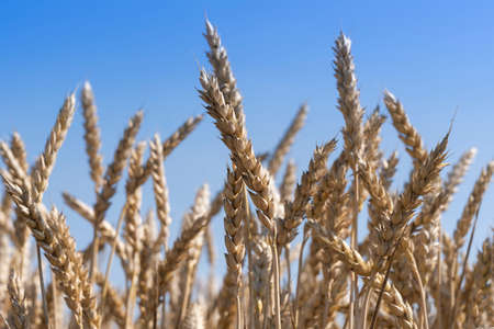 Fields of wheat at the end of summer fully ripeの写真素材