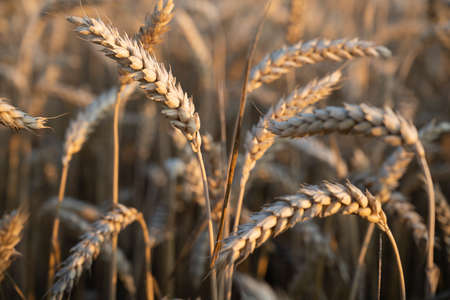 Fields of wheat at the end of summer fully ripeの写真素材