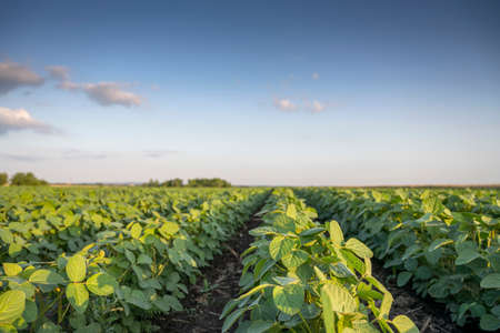 Soybean field ripening at spring season, agricultural landscape.Soy plantation.の写真素材