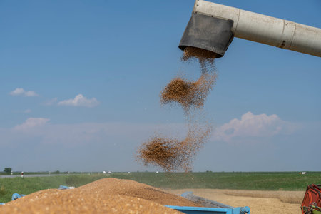 Pouring wheat grain into tractor trailer after harvest in the summer