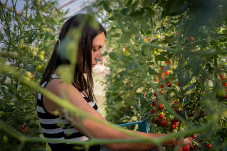 Young woman in a greenhouse picking some red tomatoes