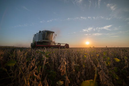 Harvesting of soybean field with combine