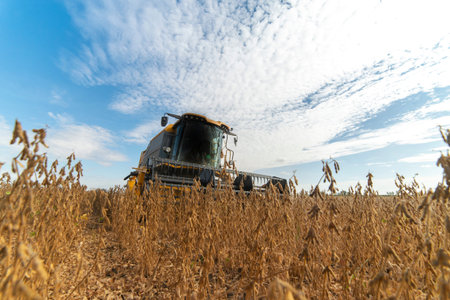 Harvesting of soybean field with combine