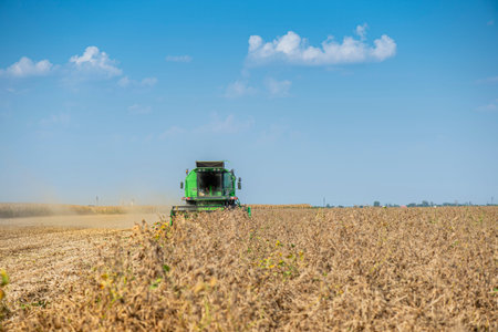 Harvesting of soybean field with combine
