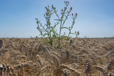Grain field weeds. Green bindweed in a yellow bread wheat field. Field of golden wheat. Ripe wheat on a sunny day.の写真素材