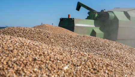 Wheat grain into tractor trailer after harvest in the summerの写真素材