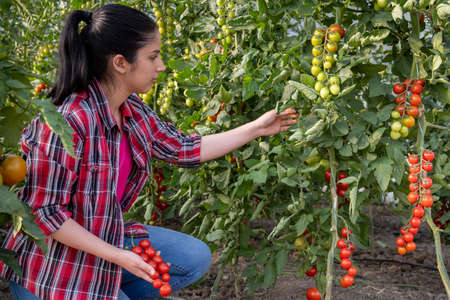 Young woman in a greenhouse picking some red tomatoesの写真素材