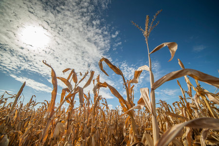 Rural landscape: Field of corn ready for harvest