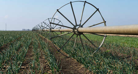 Fields of onion with irrigation system. Agribusiness plantationの写真素材