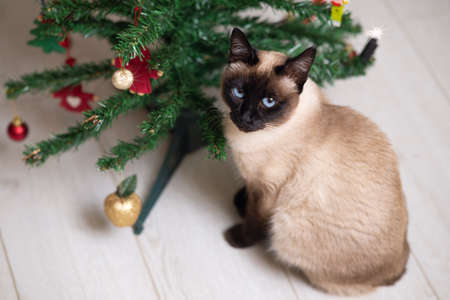 Siamese cat and Christmas tree on white floorの写真素材