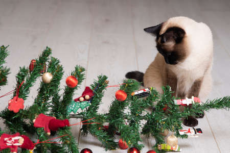 Siamese cat and Christmas tree on white floorの写真素材