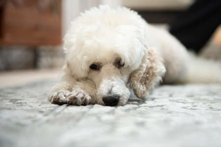 Domestic Animal. Closeup portrait of cute poodle dog lying on the gray floor carpet indoors in living room at homeの写真素材