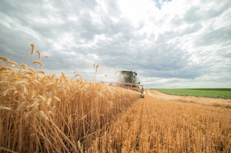 Combine harvester harvest ripe wheat on a farm