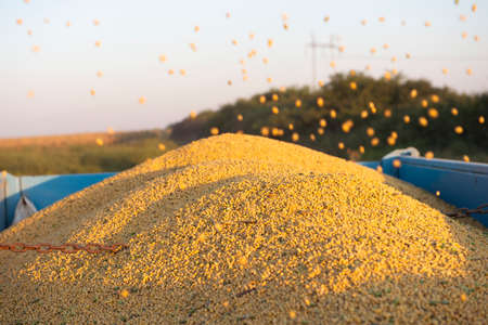 Mature soybeans in a tractor trailer after threshingの写真素材