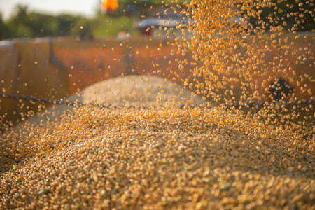 Mature soybeans in a tractor trailer after threshingの写真素材